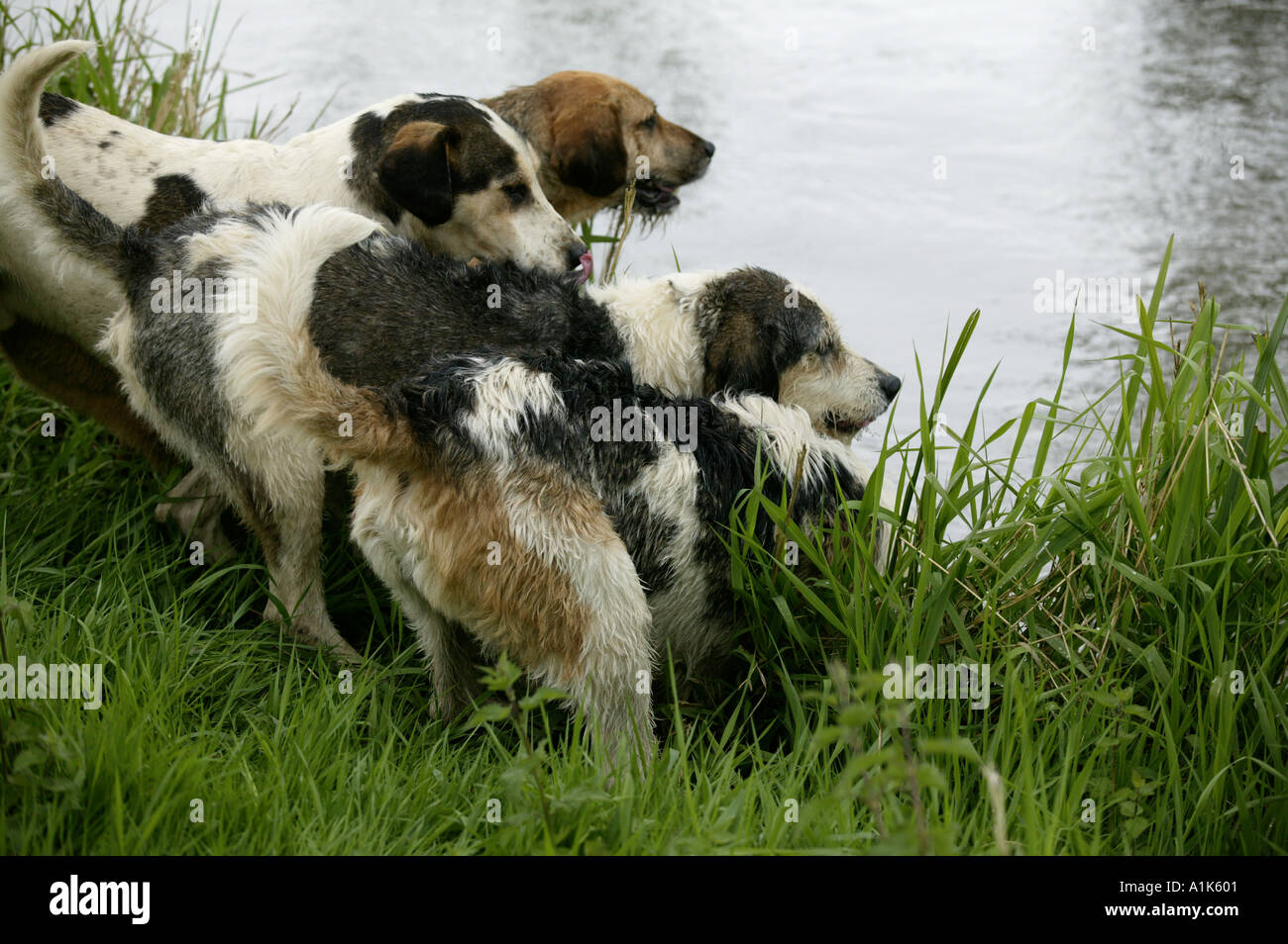 Otter hounds hunting for Mink in a 