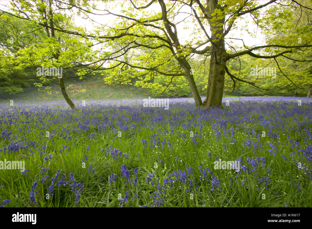 Bluebells Hyacinthoides non scripta growing in woodland with Sycamore Stock Photo