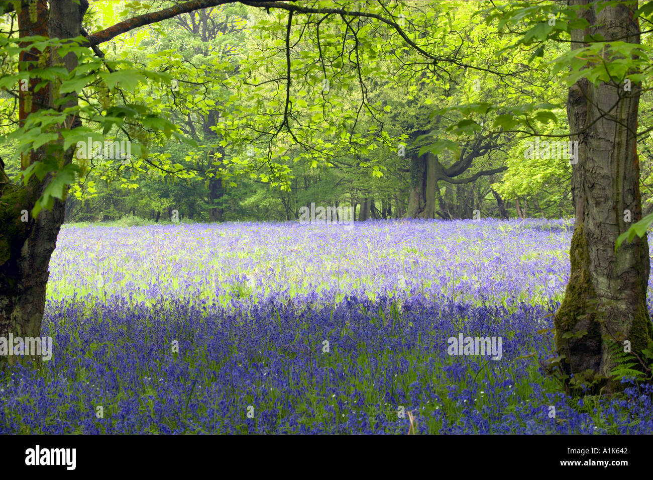 Bluebells Hyacinthoides non scripta growing with Greater Stitchwort in ancient coppiced woodland Stock Photo