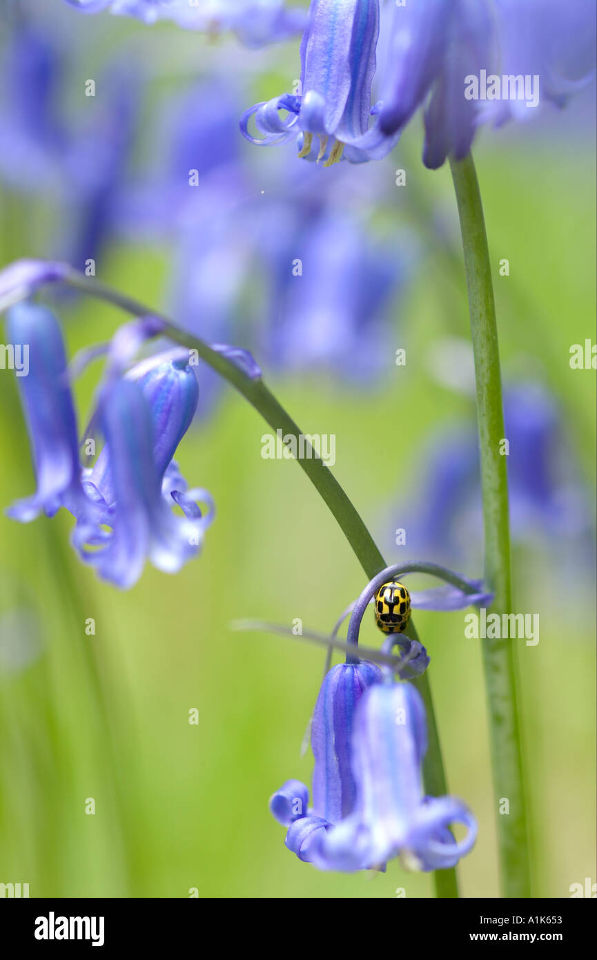 Yellow ladybirds Propylea 14 punctata mating on bluebell in ancient woodland Stock Photo