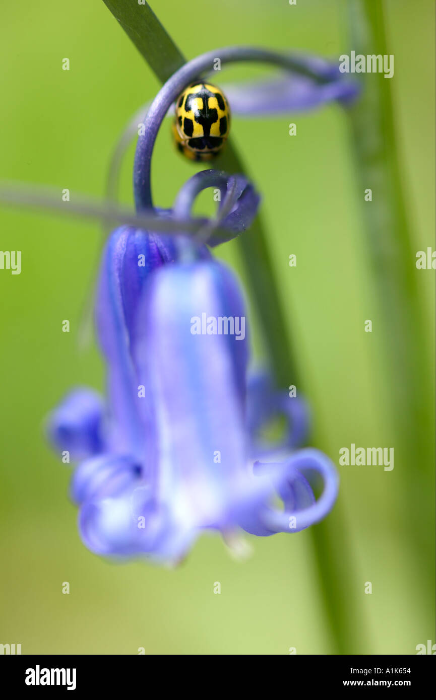 Yellow ladybirds Propylea 14 punctata mating on bluebell in ancient woodland Stock Photo
