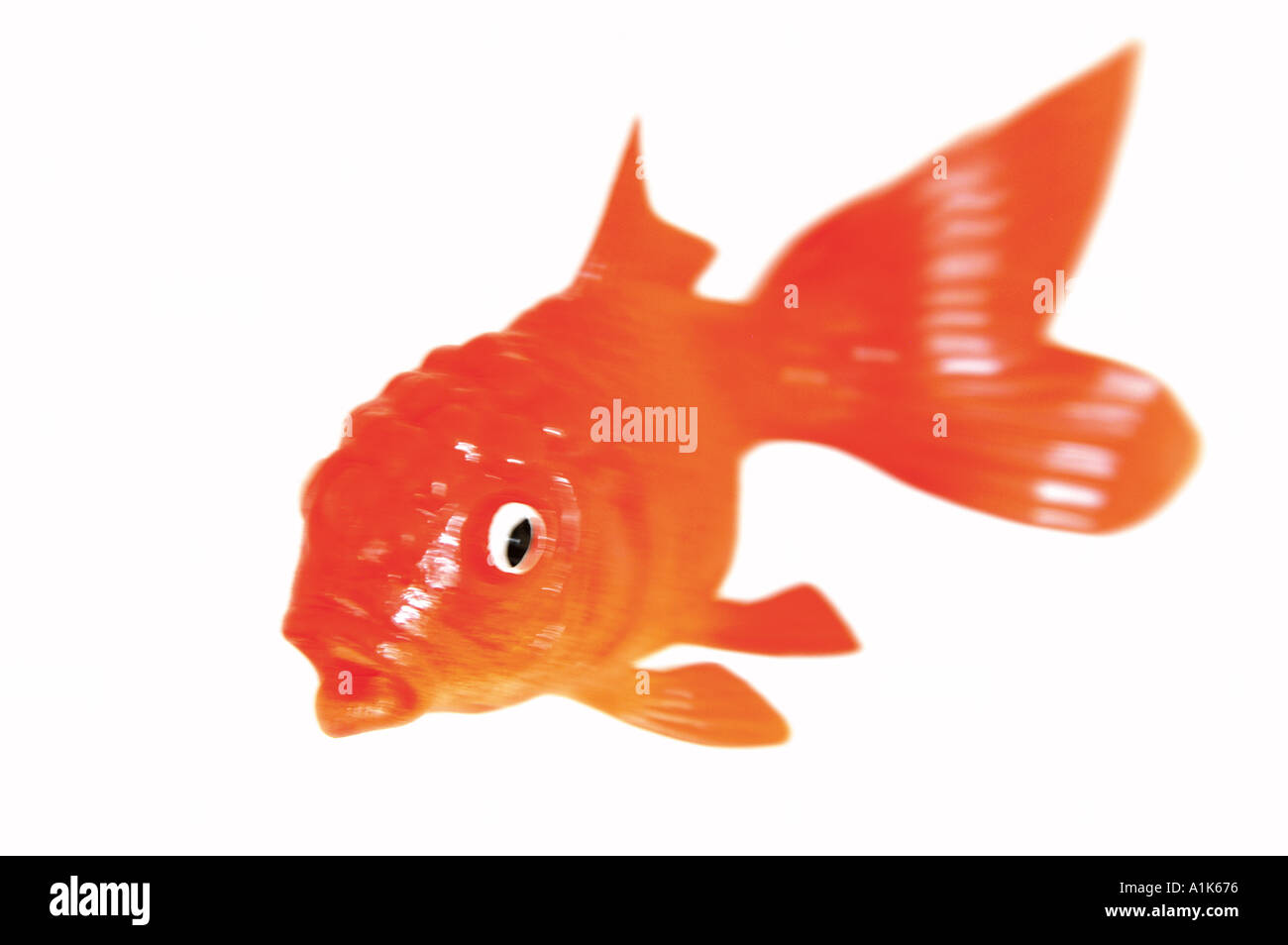 rubber goldfish toy