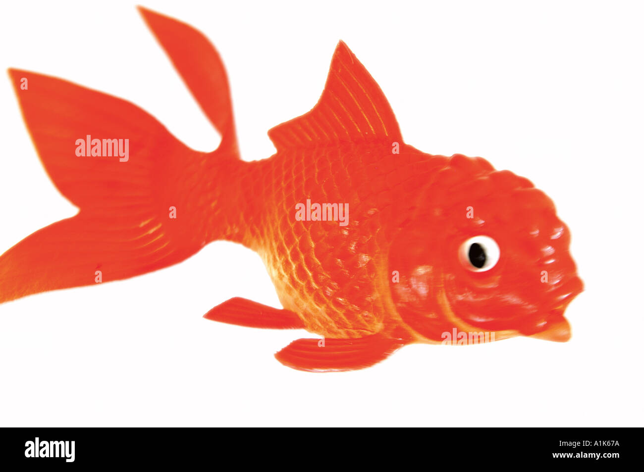 rubber goldfish toy