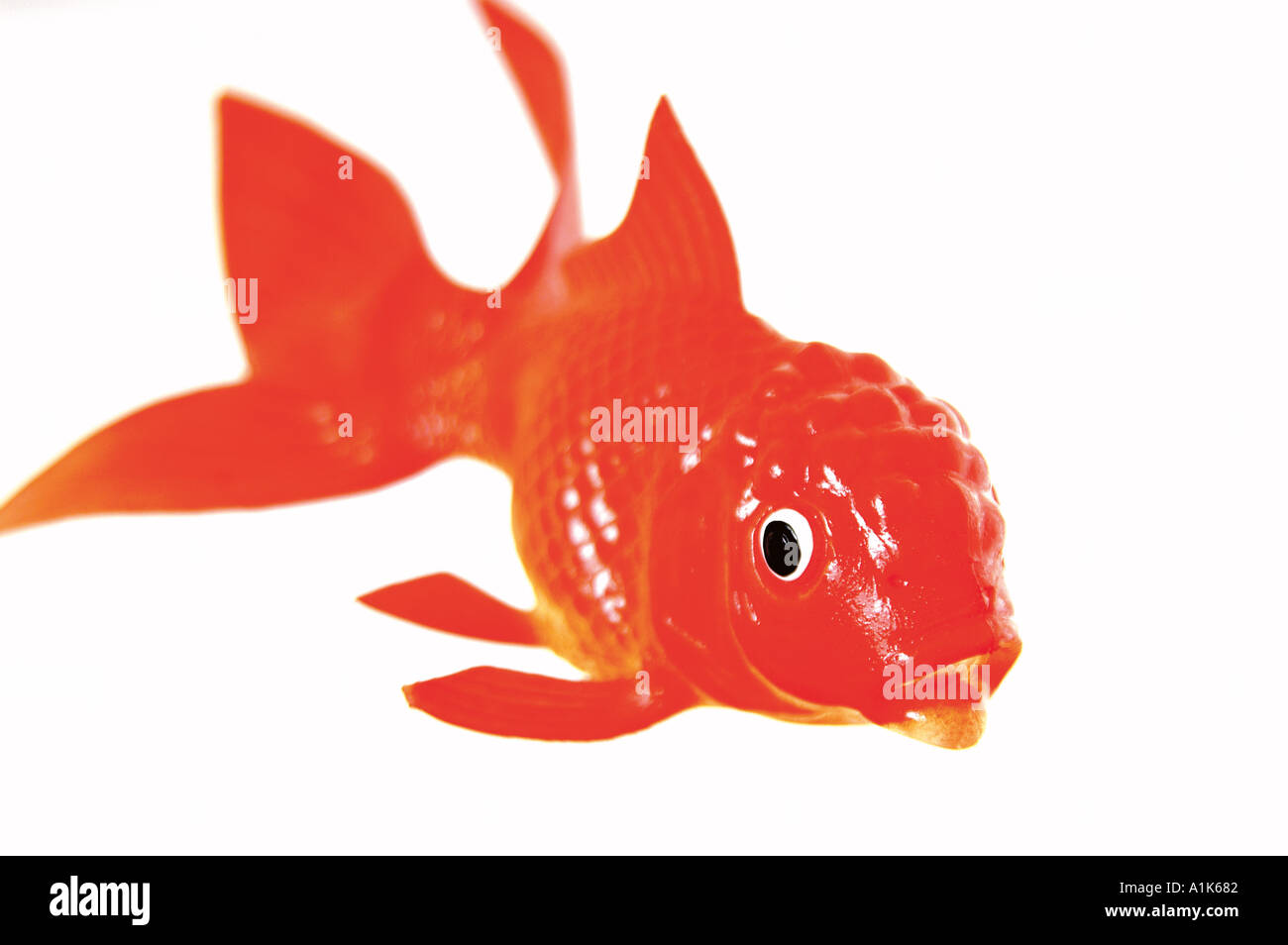 rubber goldfish toy