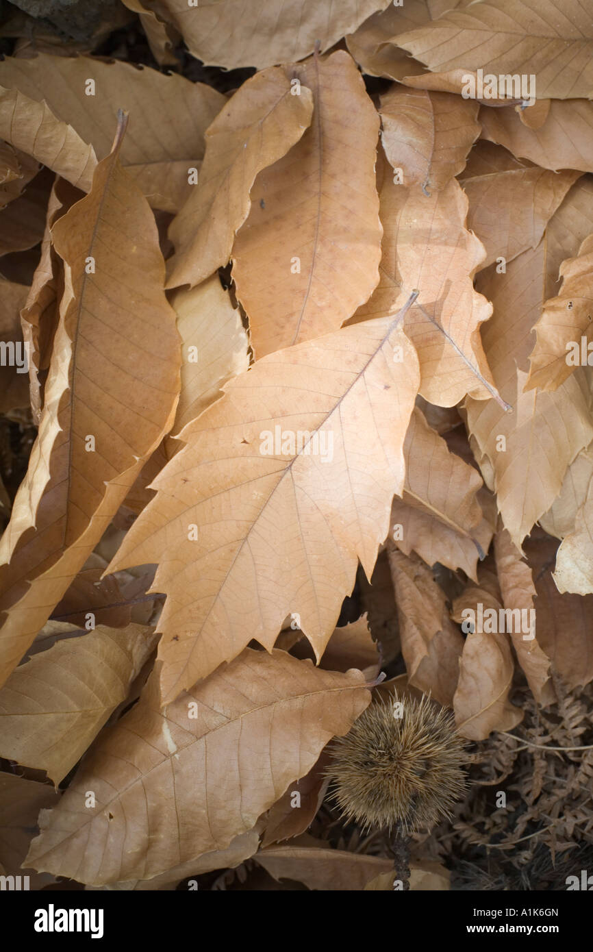 Autumn sweet chestnut leaves Stock Photo Alamy