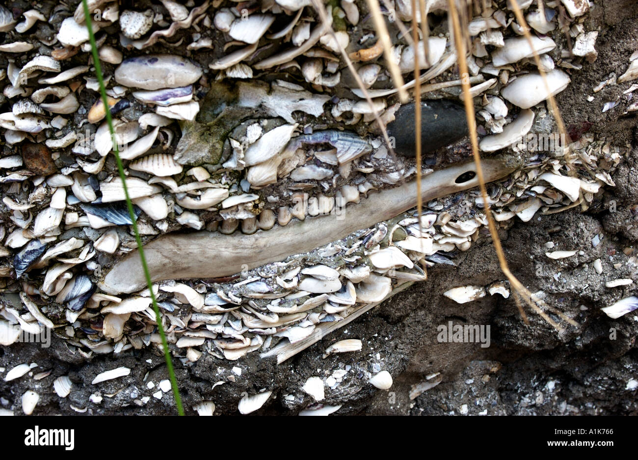 Animal jaw bone and shells in layers of earth Stock Photo