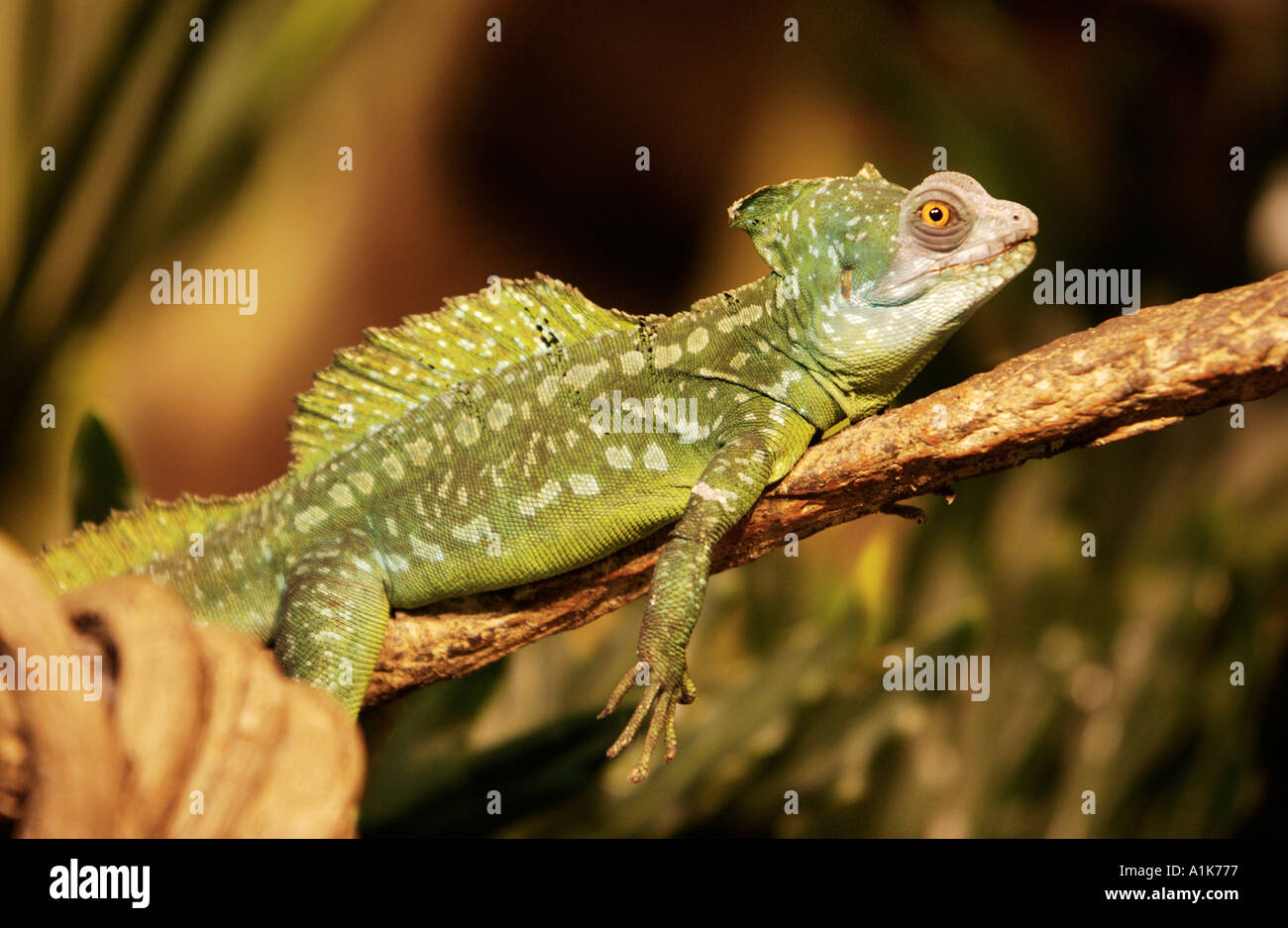 Iguana relaxing on branch Stock Photo
