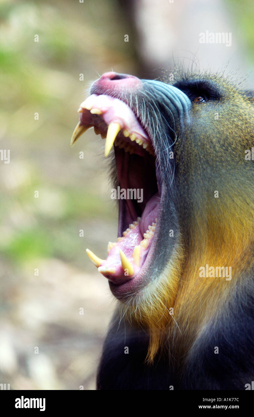 Mandrill Showing Its Teeth Stock Photo Alamy Mandrill Showing Its Teeth Stock Photo Alamy