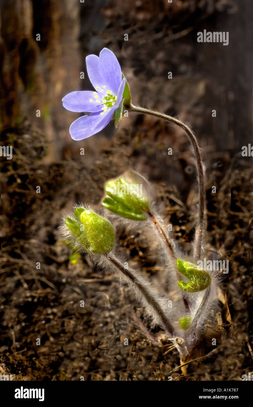 Hepatica Wild Flower Stock Photo