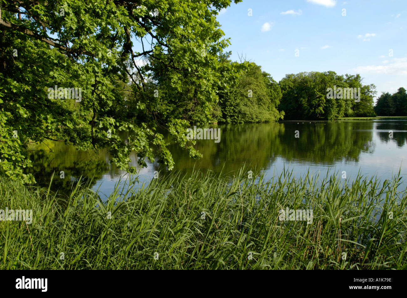 Meadow reeds hi-res stock photography and images - Alamy