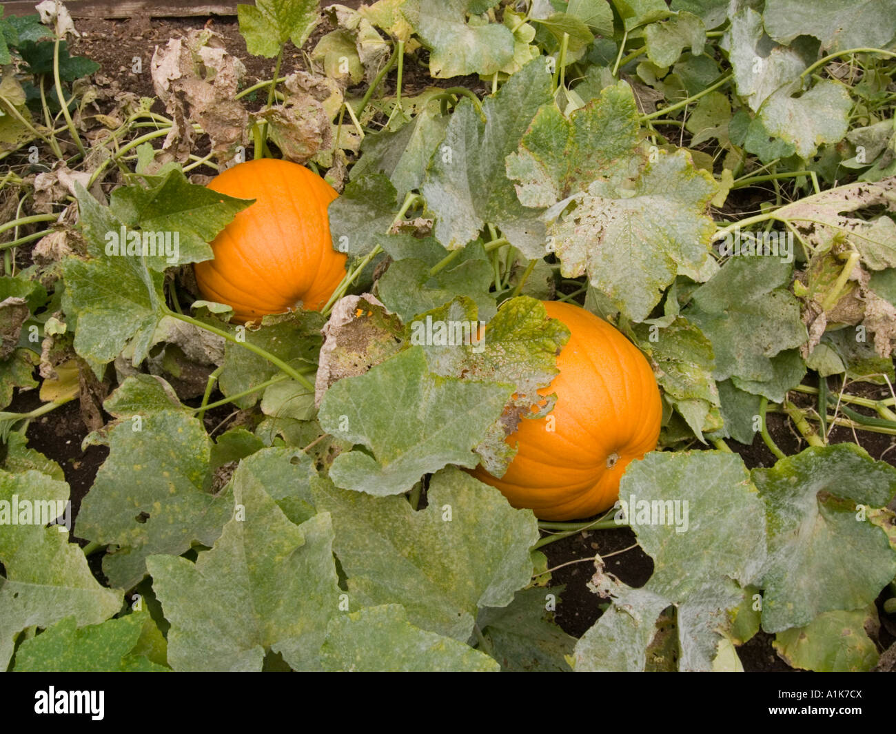 Pumpkins growing in a vegetable bed Stock Photo - Alamy