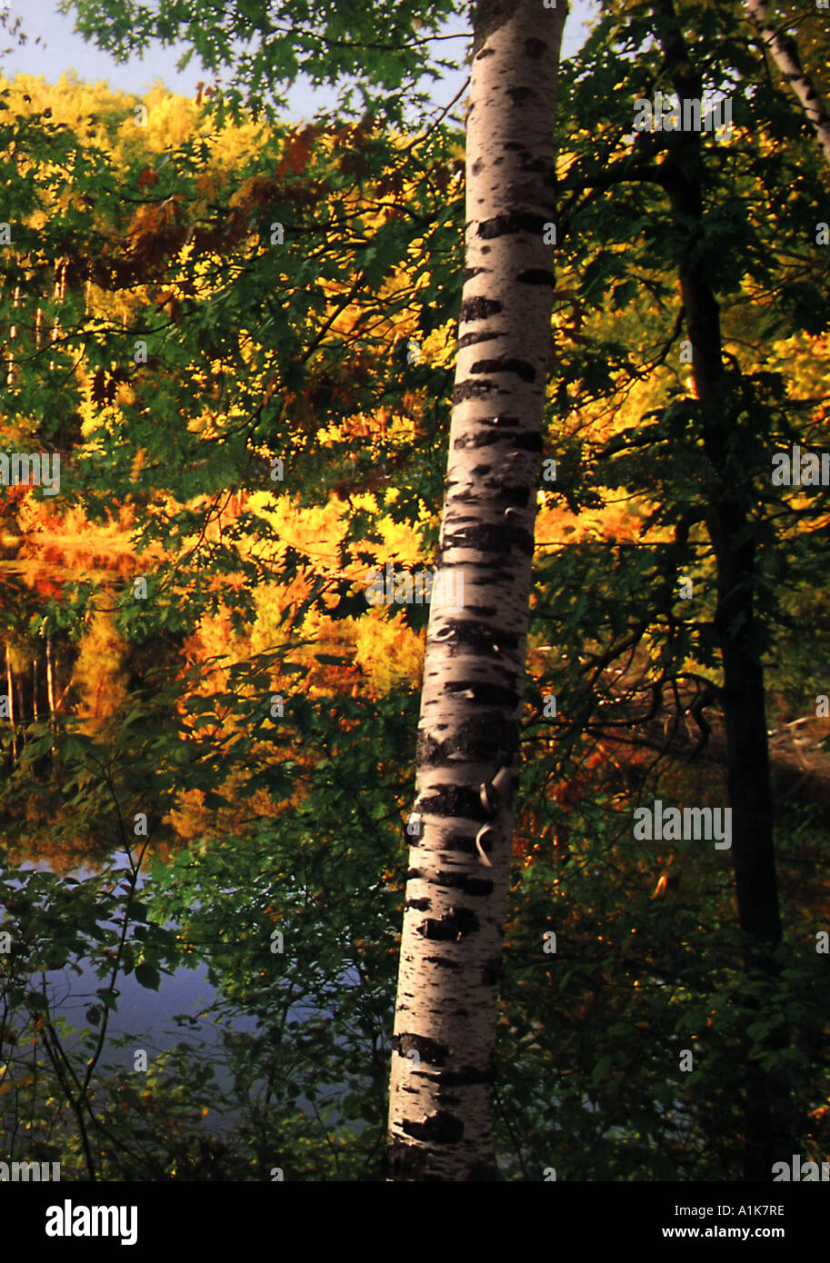 Tree in forest hi-res stock photography and images - Alamy