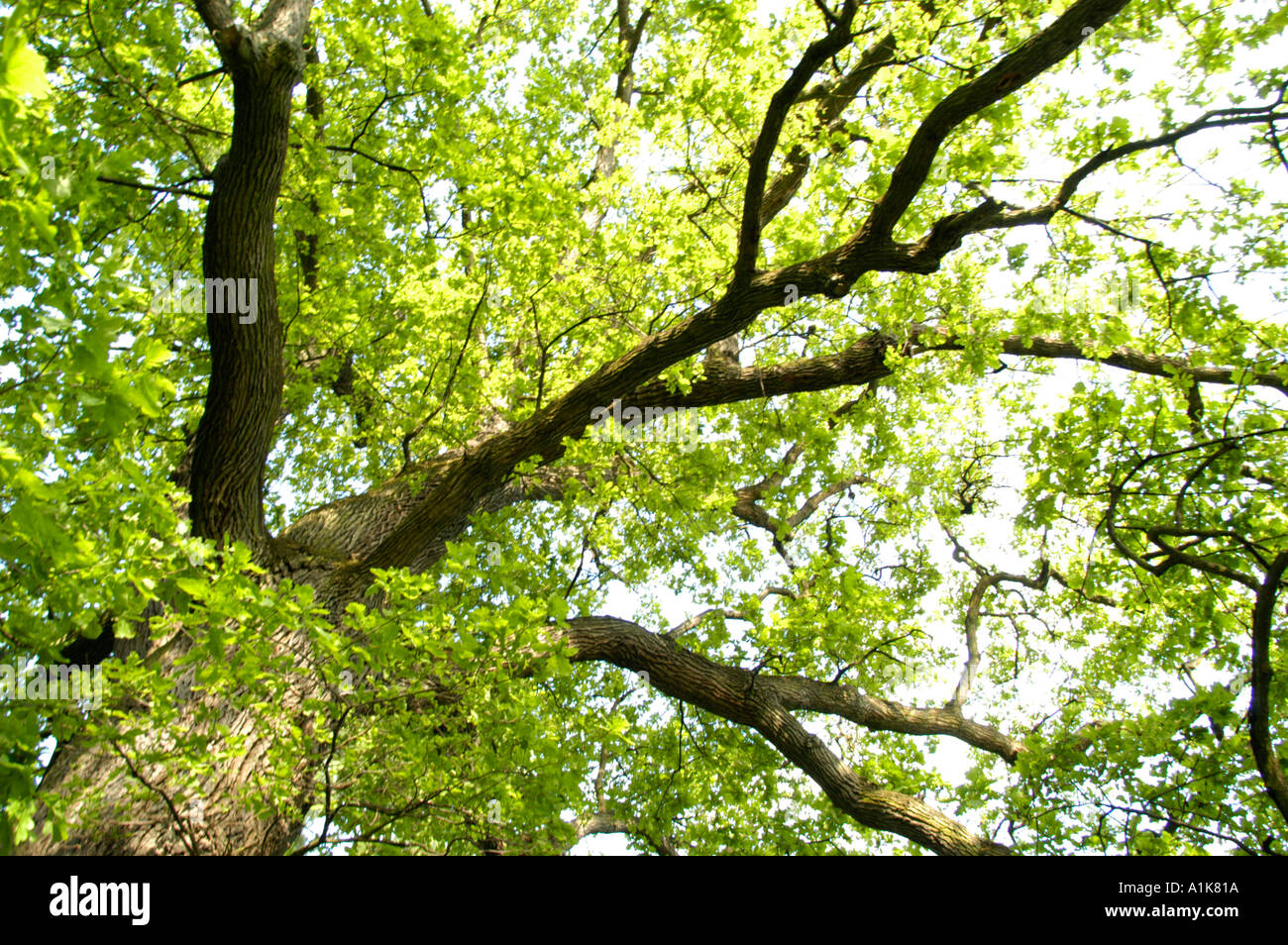 View through leaves tree hi-res stock photography and images - Alamy