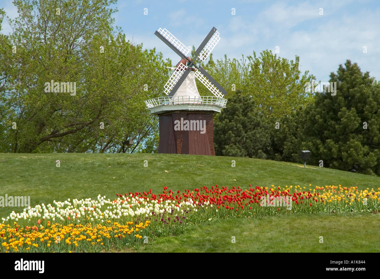 Holland Michigan Tulip Festival Windmill and Tulip Flowers Stock Photo