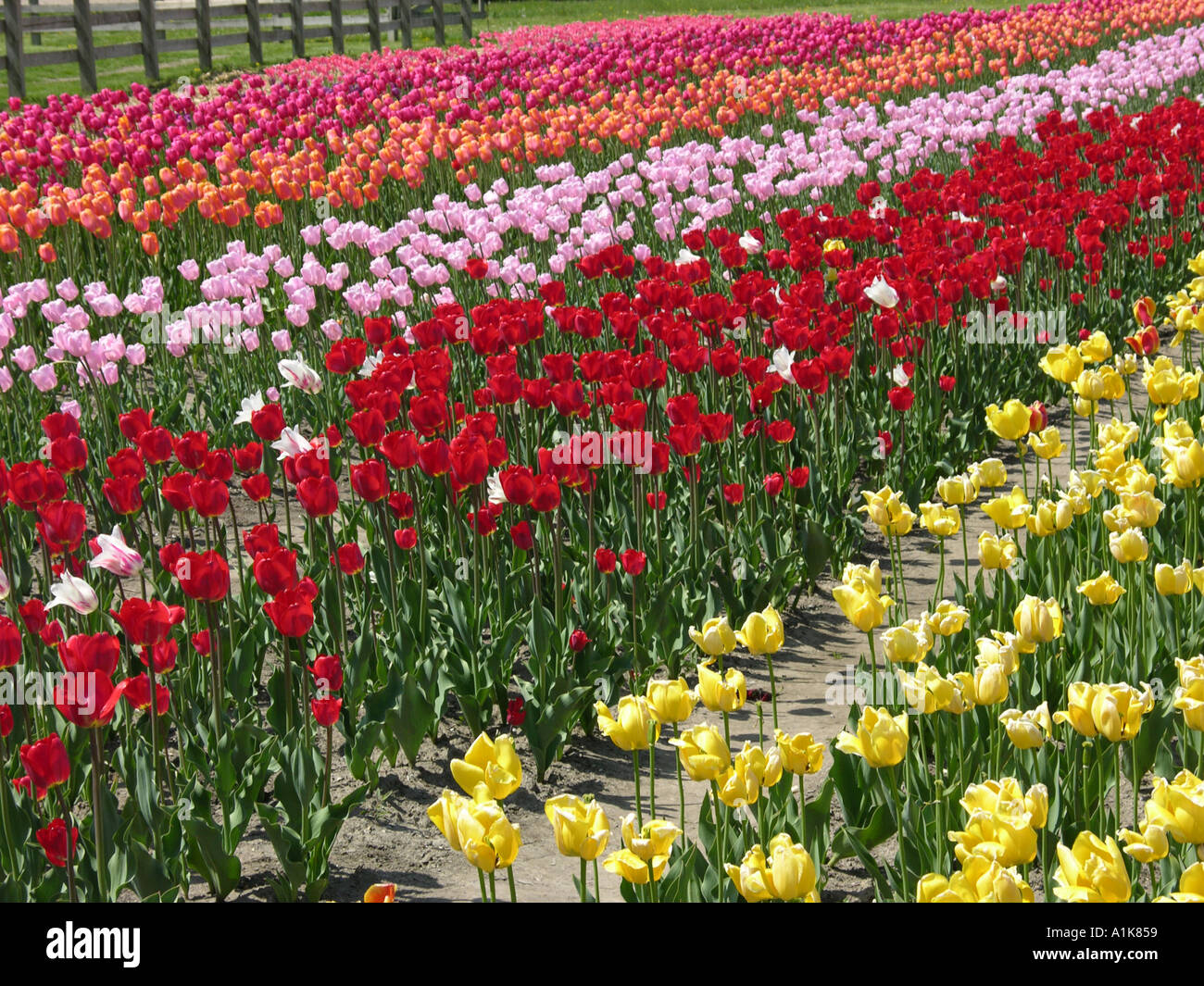 Holland Michigan Tulip Festival Tulip Flower Gardens Stock Photo Alamy Holland Michigan Tulip Festival Tulip Flower Gardens Stock Photo Alamy