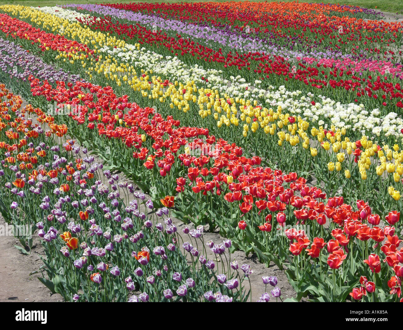 Holland Michigan Tulip Festival Tulip Flower Gardens Stock Photo Alamy