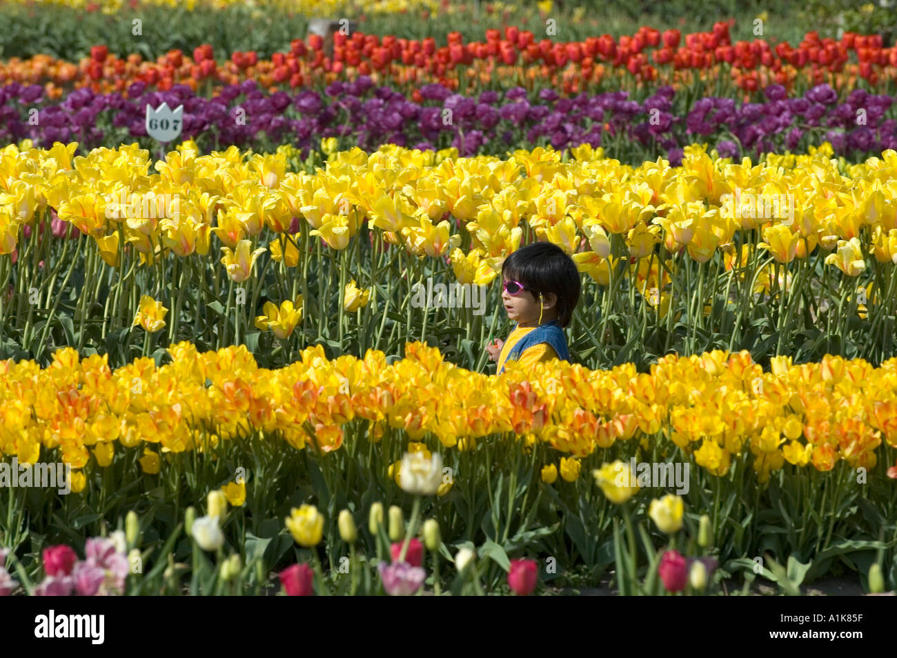 Holland Michigan Tulip Festival Tulip Flower Gardens Stock Photo Alamy