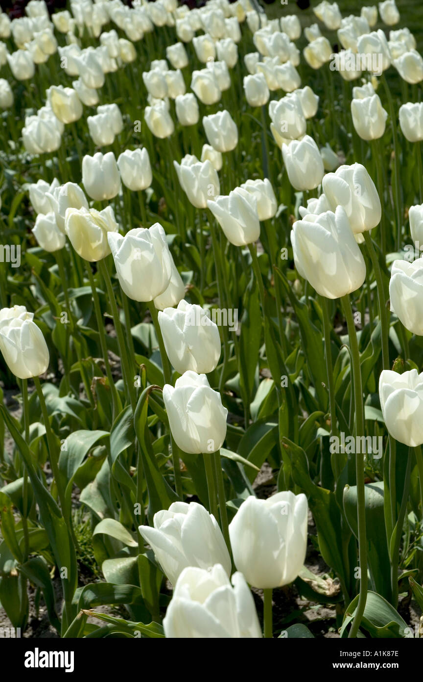 Holland Michigan Tulip Festival Tulip Flower Gardens Stock Photo Alamy
