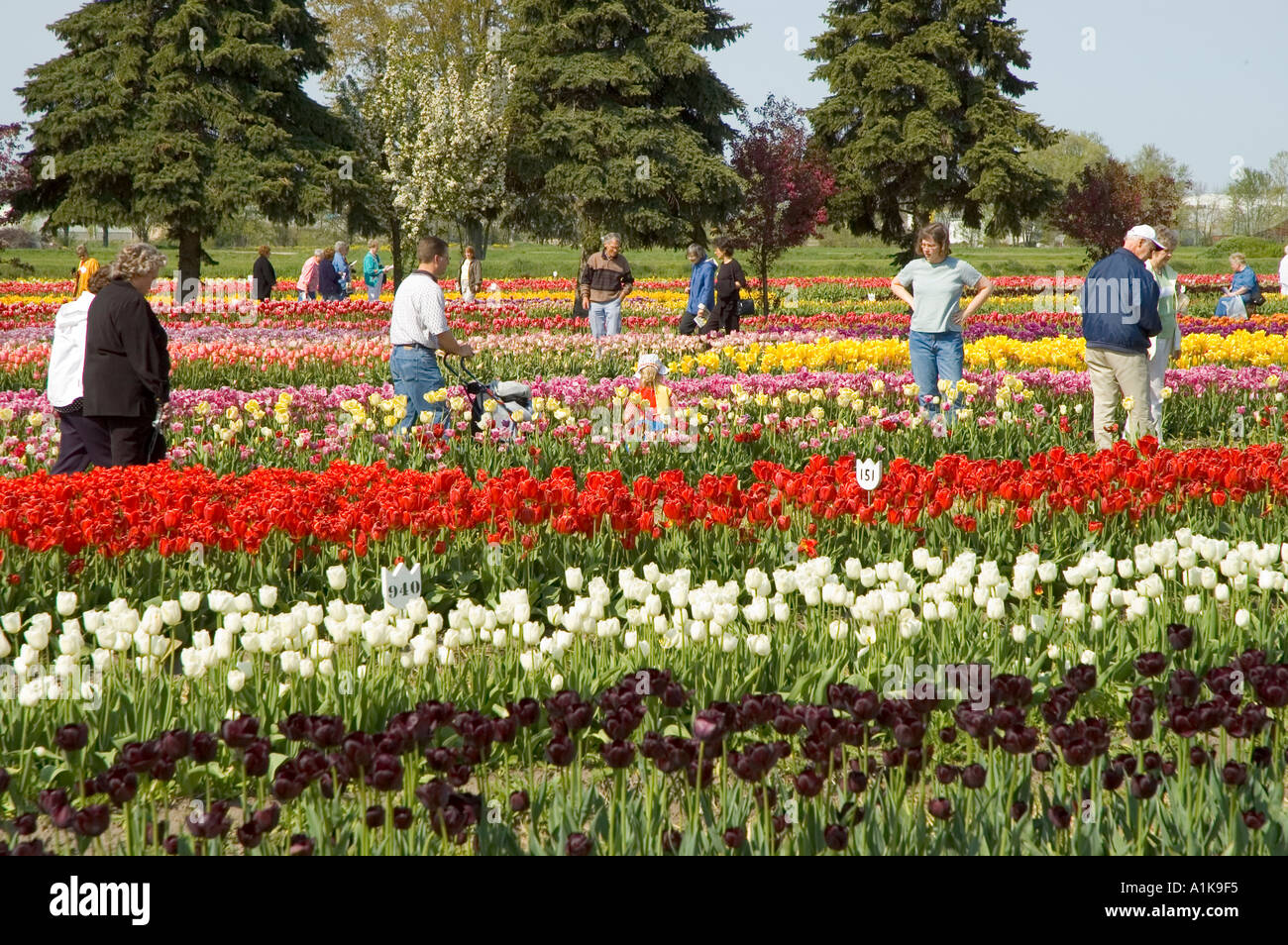 Holland Michigan Tulip Festival Stock Photo Alamy
