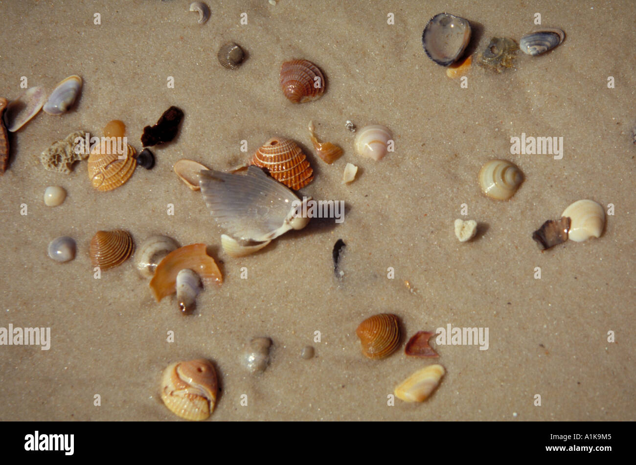 Sea shells an the beach. Gulf Shores, Alabama Stock Photo Alamy