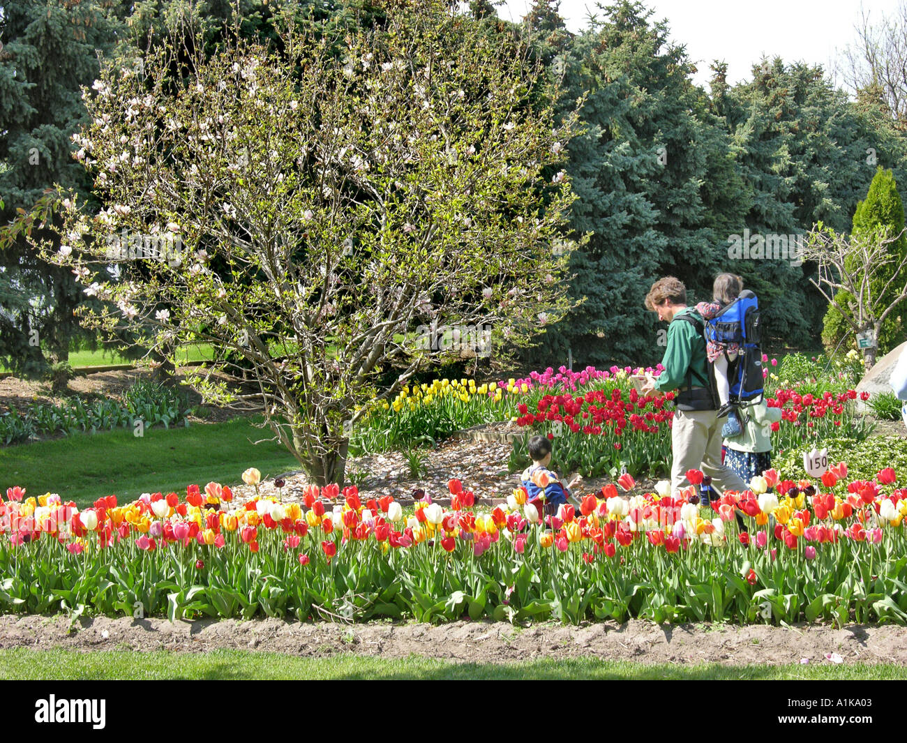 Holland Michigan Tulip Festival Stock Photo