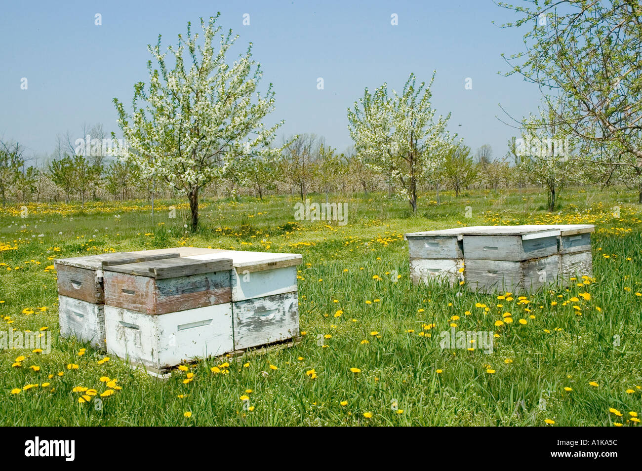 Bee hives for pollination are located in Michigan apple orchard with flower blossoms in full bloom Stock Photo