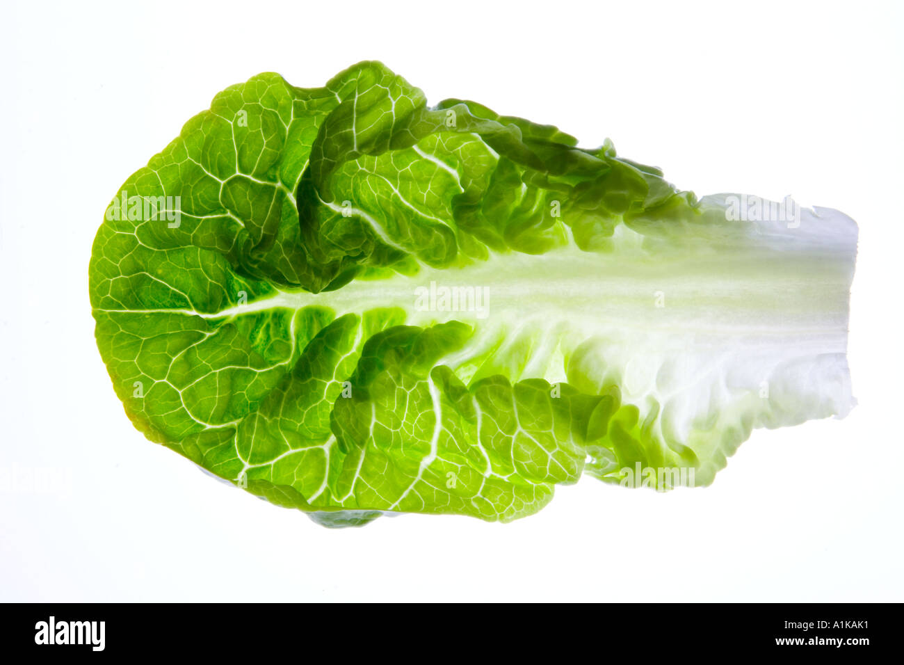 Detail of lettuce leaf. Stock Photo