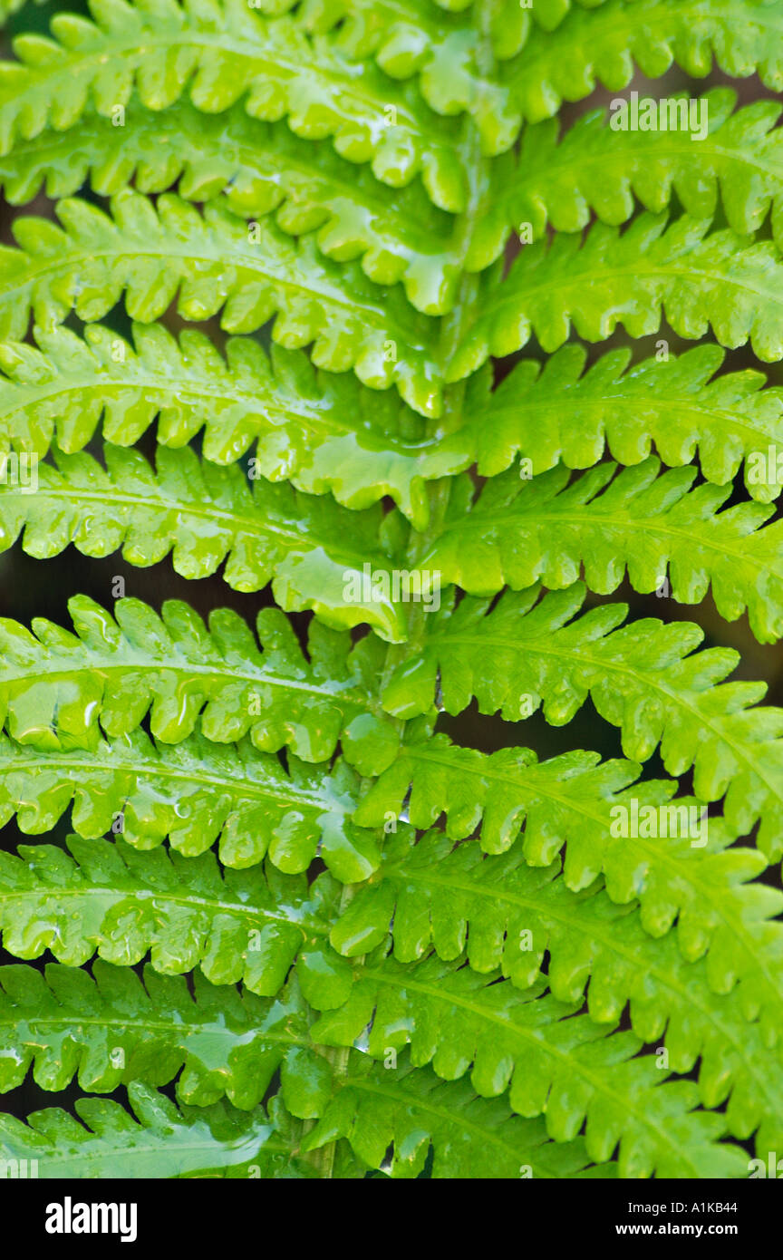 Fern leaf backdrop hi-res stock photography and images - Alamy