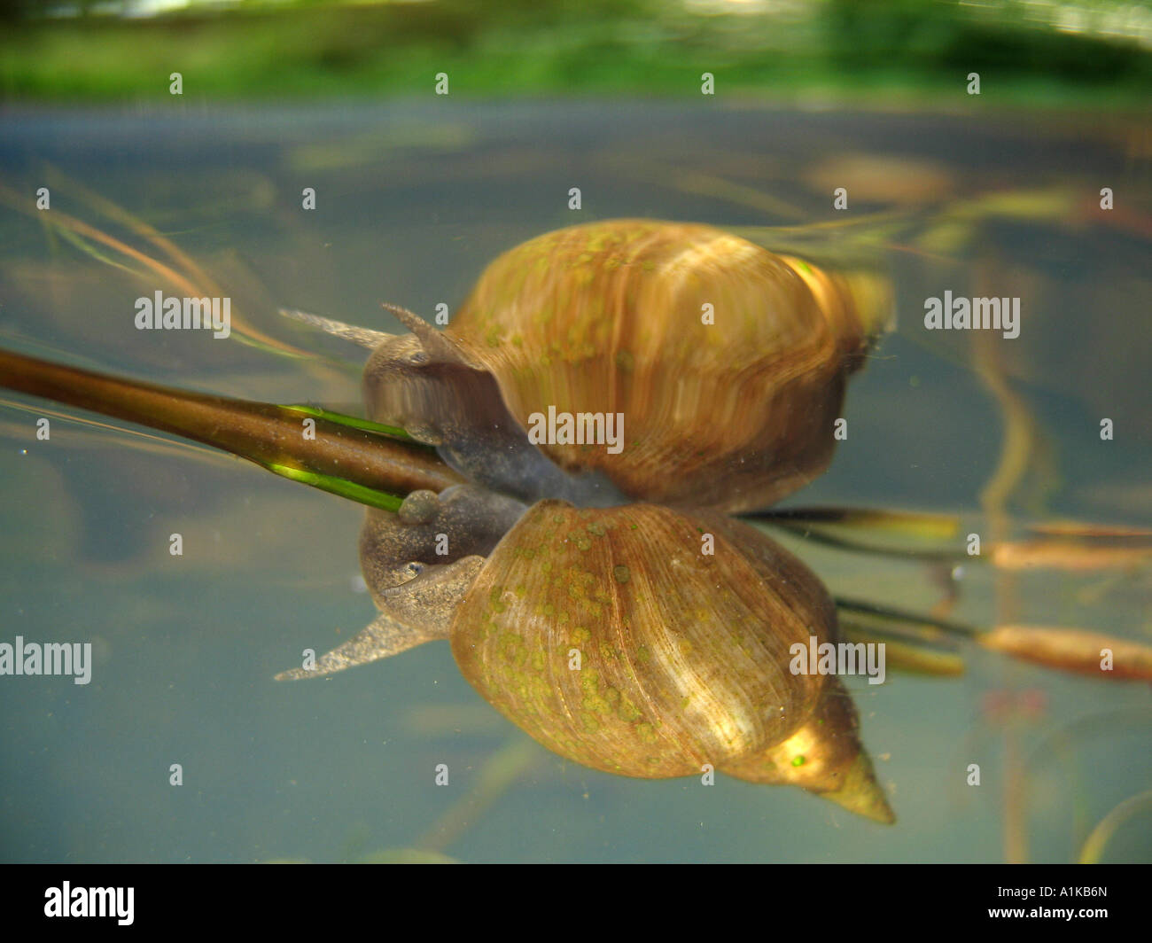 Snail (Lymnaea stagnalis Stock Photo Alamy