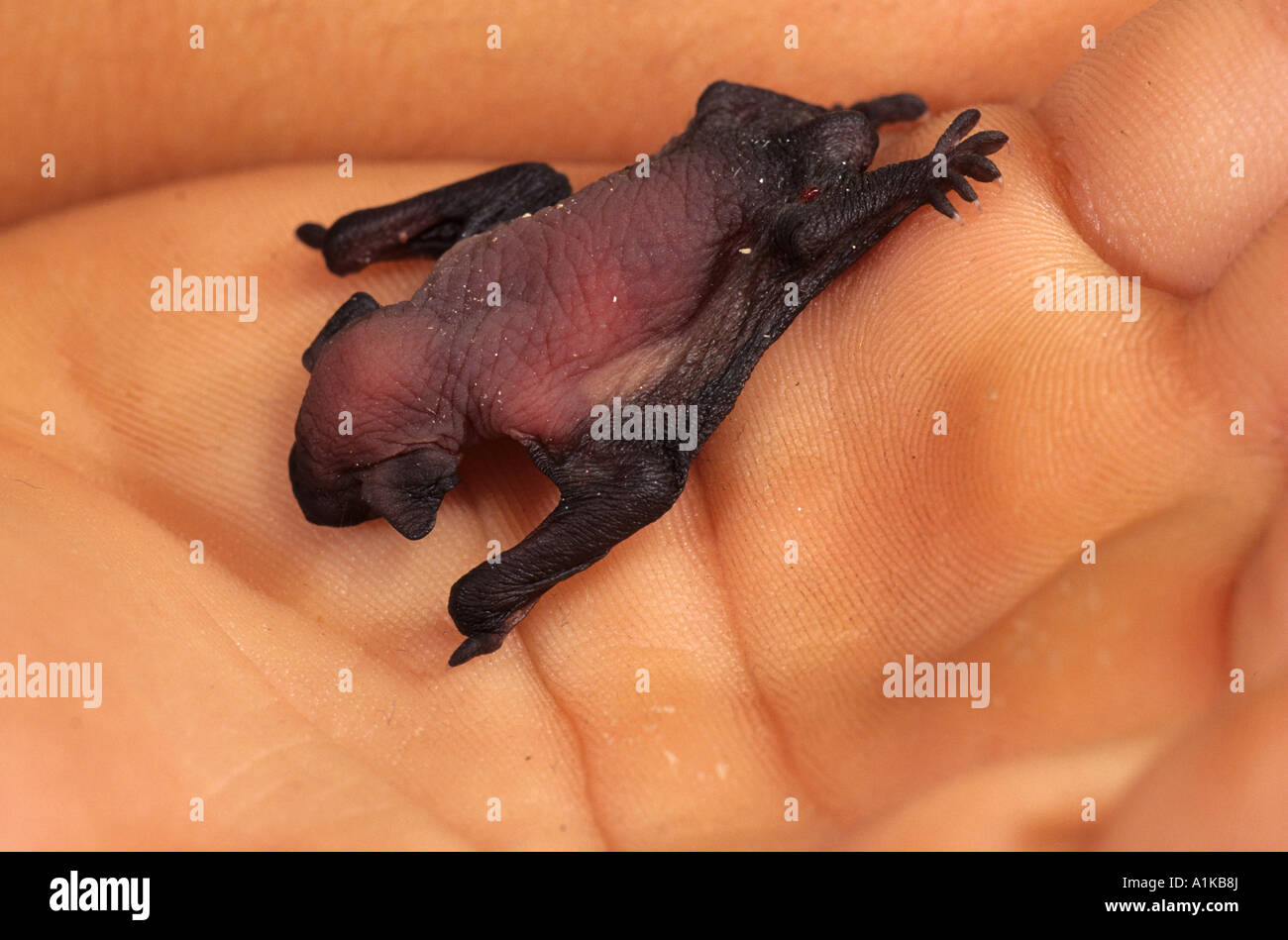 Common pipistrell (Pipistrellus pipistrellus) 3 day old young Stock Photo