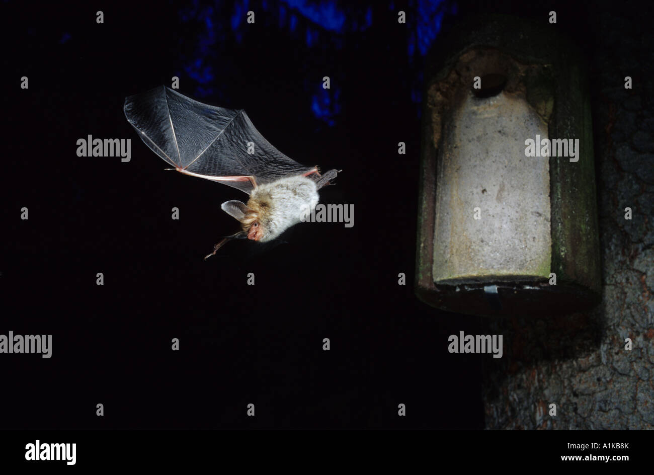 Bechstein's bat (Myotis bechsteinii) Stock Photo