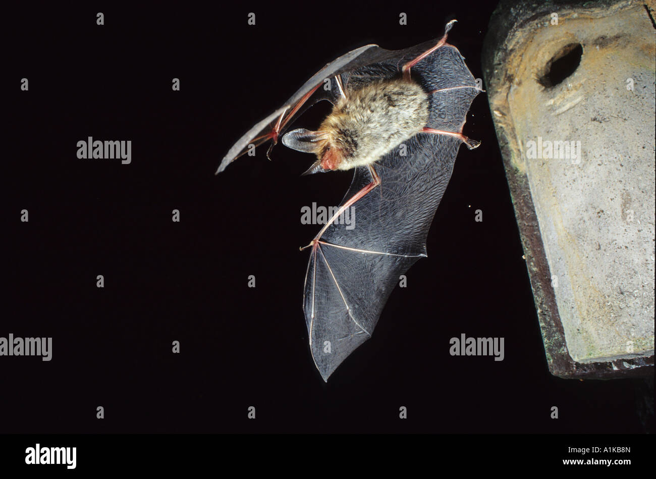 Bechstein's bat (Myotis bechsteinii) Stock Photo