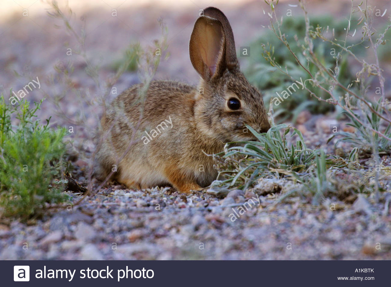 Desert Cottontail Rabbits High Resolution Stock Photography and Images ...