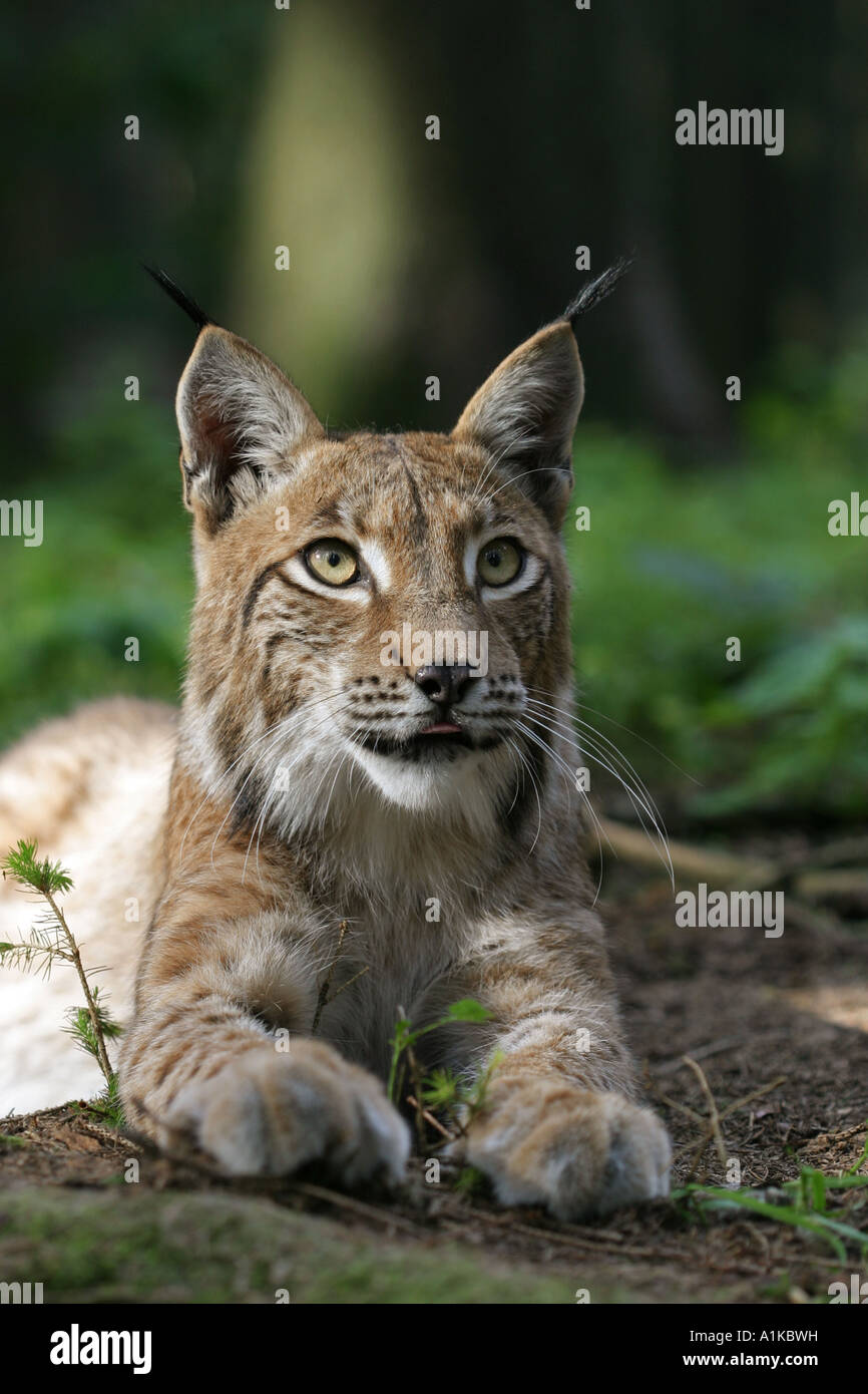 European lynx (Lynx lynx)Bavaria, Germany Stock Photo Alamy