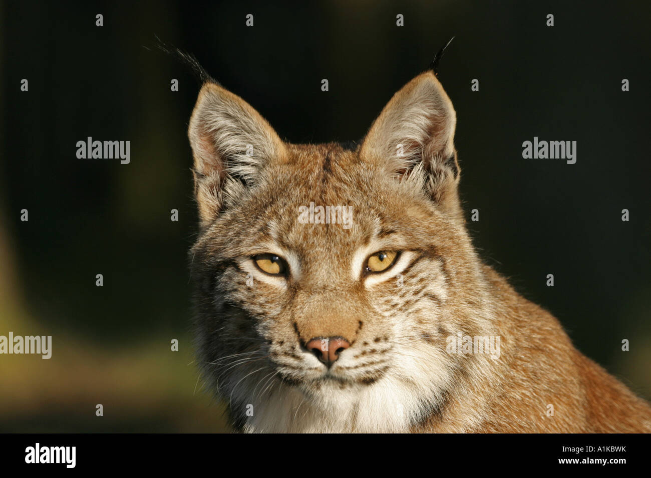 European lynx (Lynx lynx)Bavaria, Germany Stock Photo - Alamy