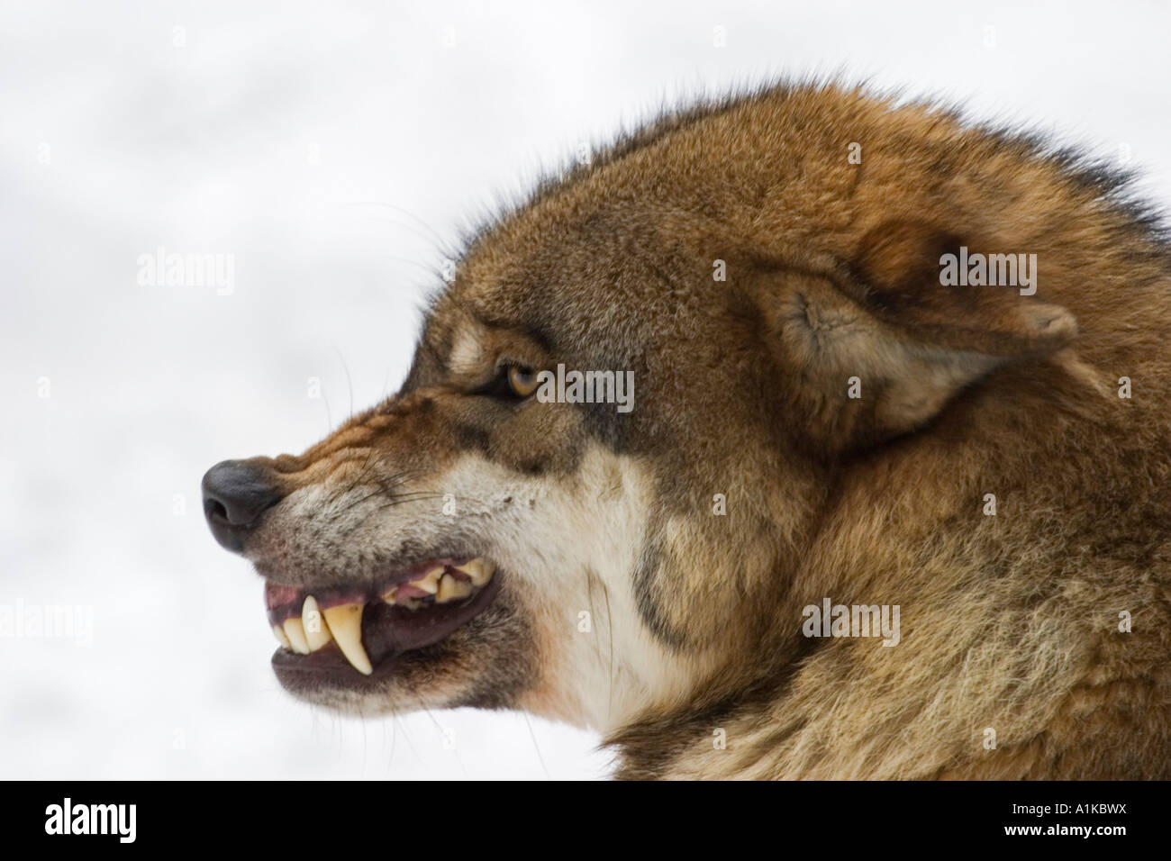 wolf head side view growling