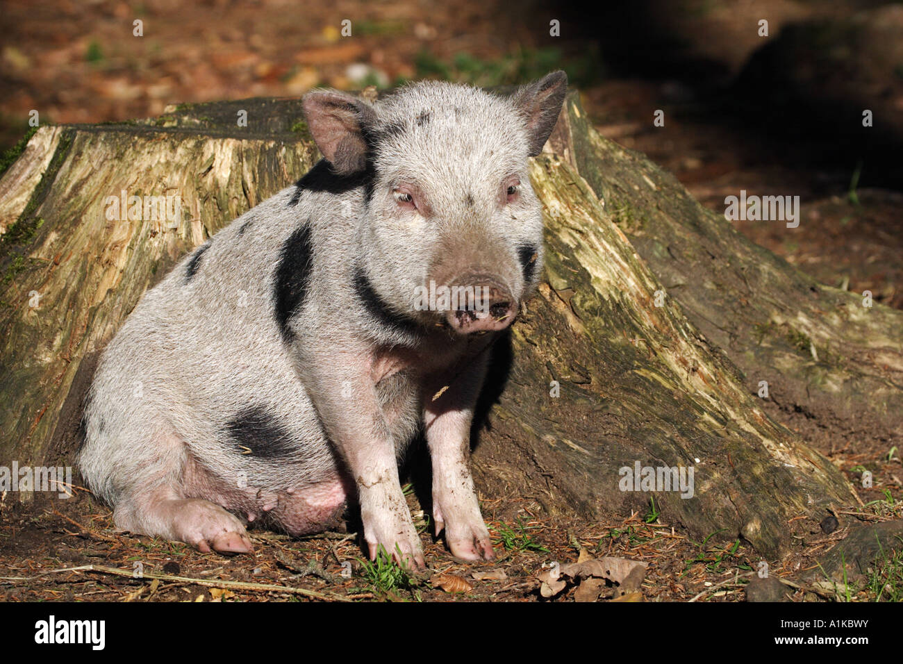 Joung potbellied pig Stock Photo Alamy