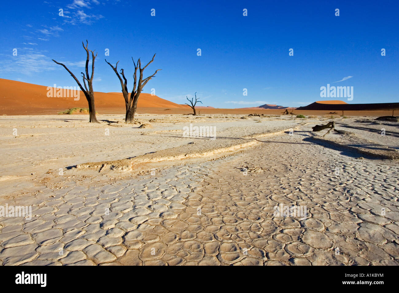 Dead trees between high red dunes on a dry loam vlei. Deadvlei (by Sossusvlei), Namib Desert, Namibia Stock Photo