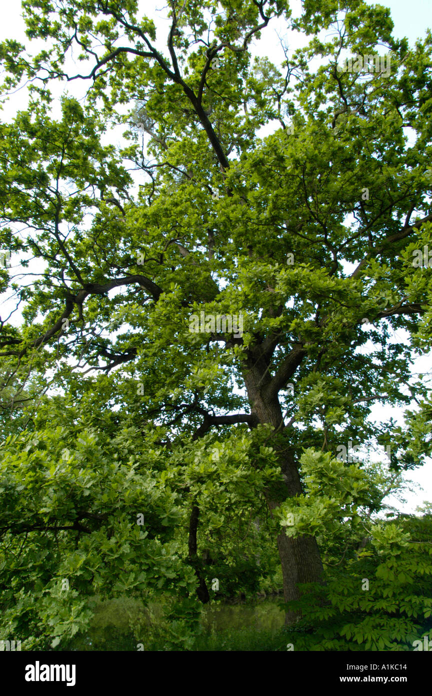 Huge oak tree hi-res stock photography and images - Alamy