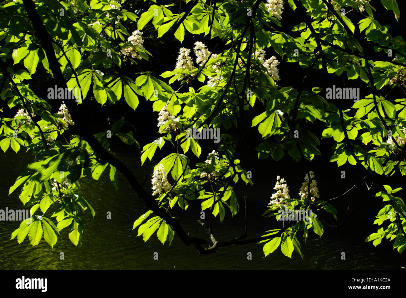 chestnut in bloom Stock Photo Alamy