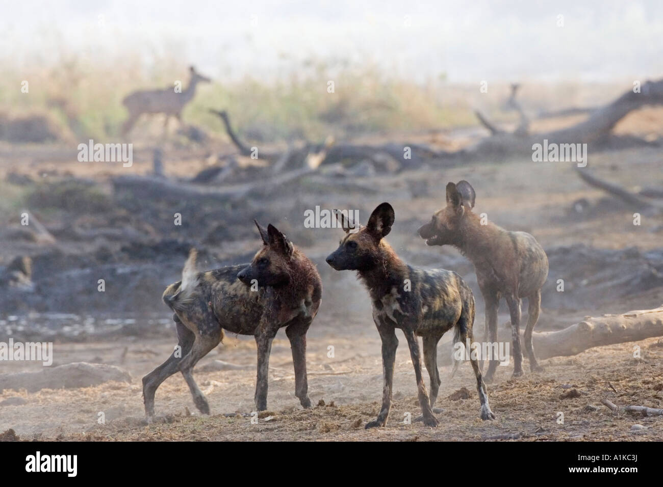 African wilddogs - Lycaon pictus - looks for the kudu. Linyanti, Chobe National Park, Botswana, Africa Stock Photo