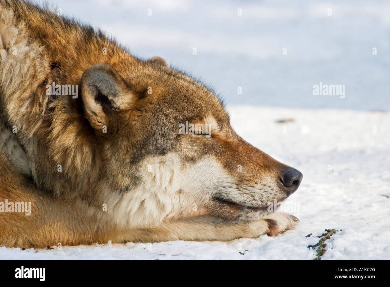 European wolf (Canis lupus lupus) sleeps in winter, Wildpark Poing wildlife park, Bavaria Stock Photo