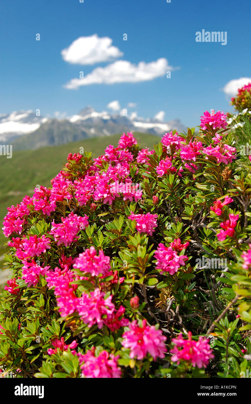 Alpine Rose, Rhododendron ferrugineum Stock Photo