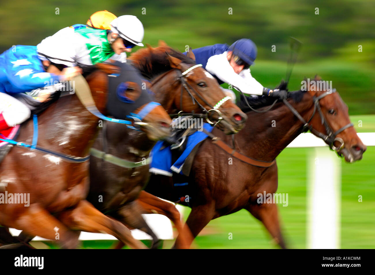 Mammal jockeys hi-res stock photography and images - Alamy