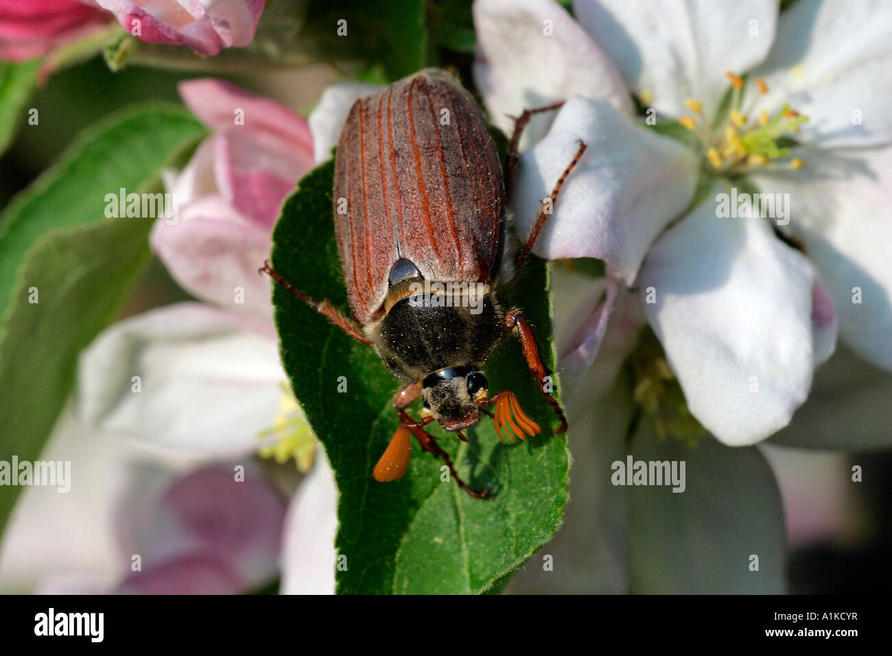 Beetle - maybug sitting on appleblossoms - common chockchafer (Melolontha melolontha) Stock Photo