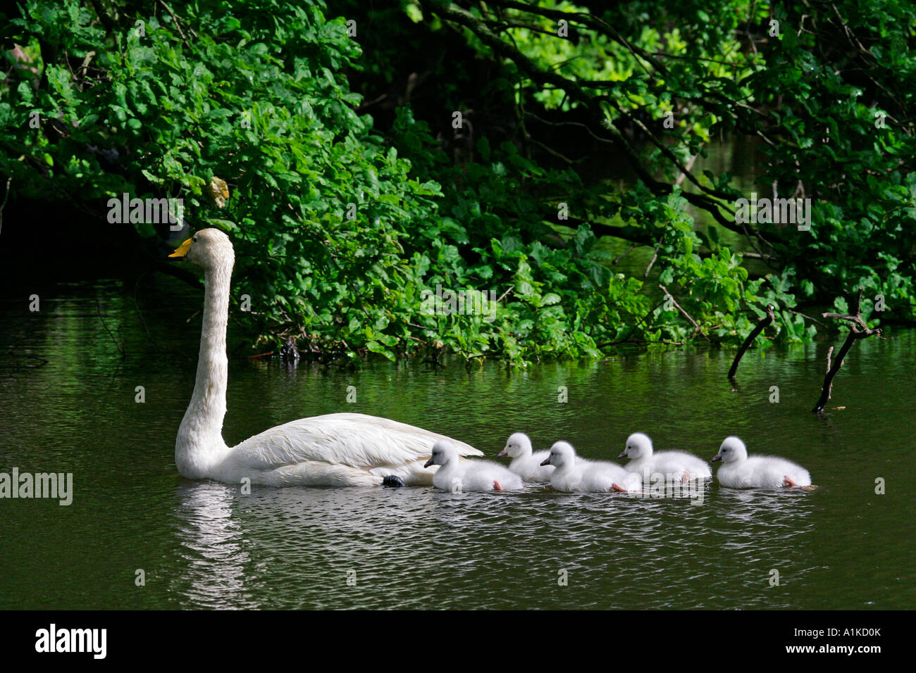 Whooper swan with chicks swimming on the water (Cygnus cygnus) Stock Photo