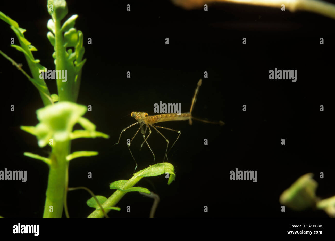 Larva of Emerald Damselflies (Lestes sponsa), Germany Stock Photo