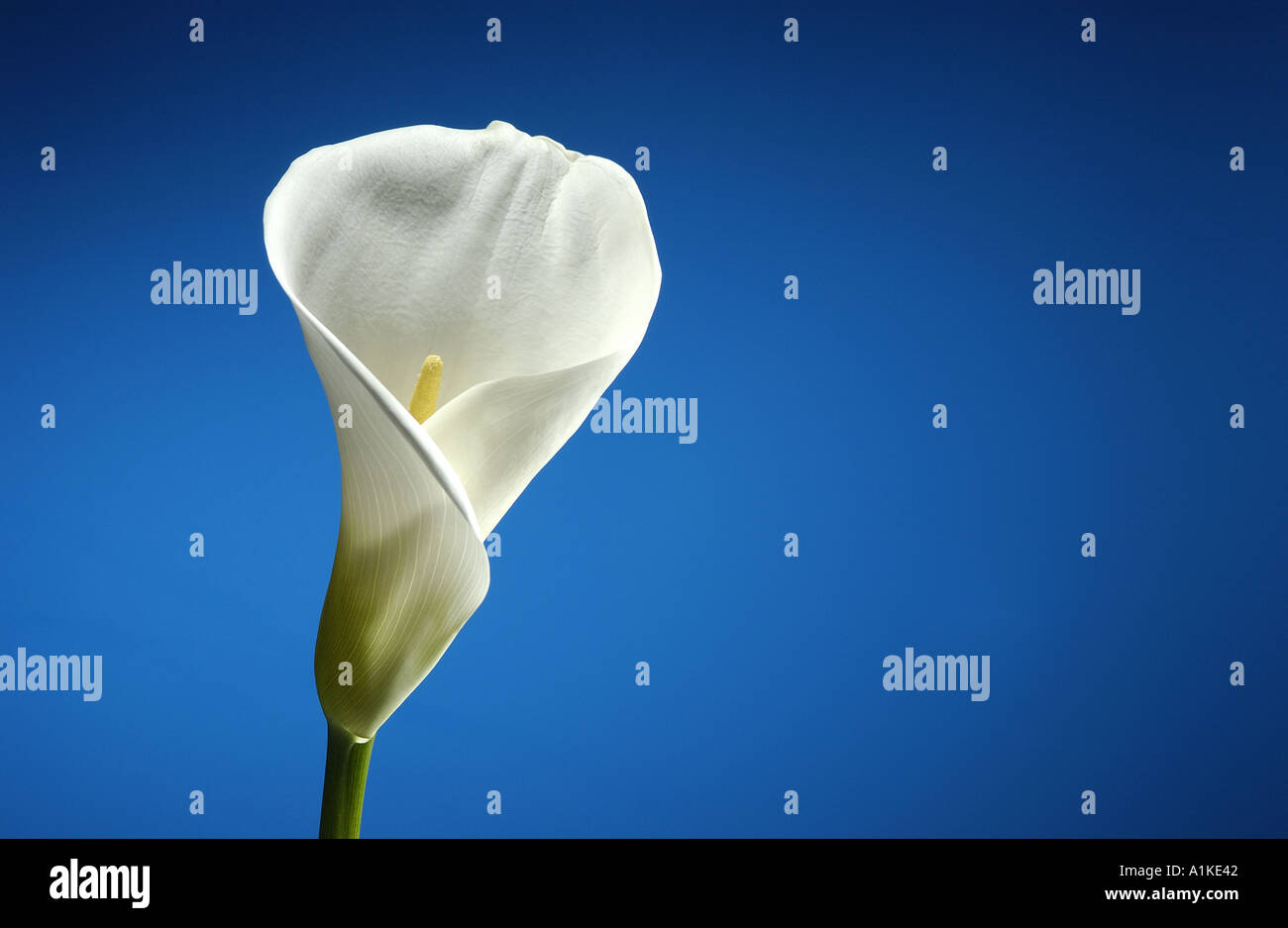 White Arum Lily Leaves High Resolution Stock Photography and Images Alamy