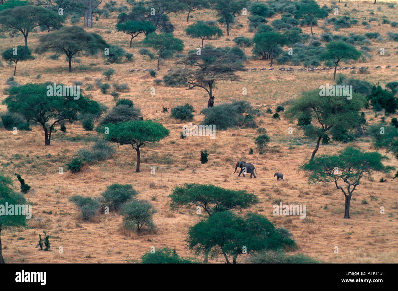 African landscape with elephants Stock Photo