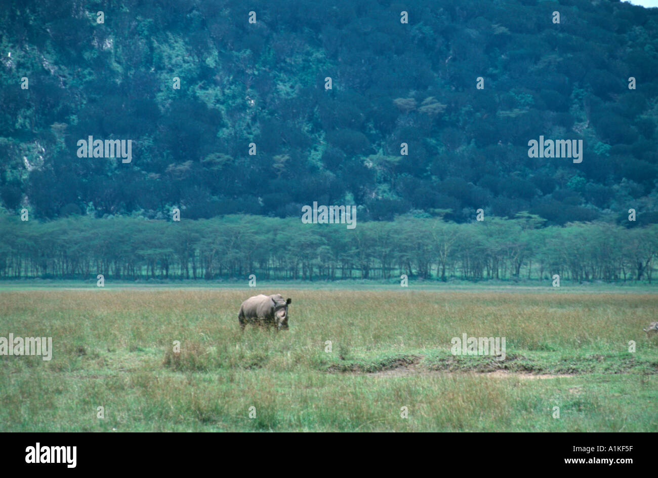 Wild rhinocerous in Africa Stock Photo